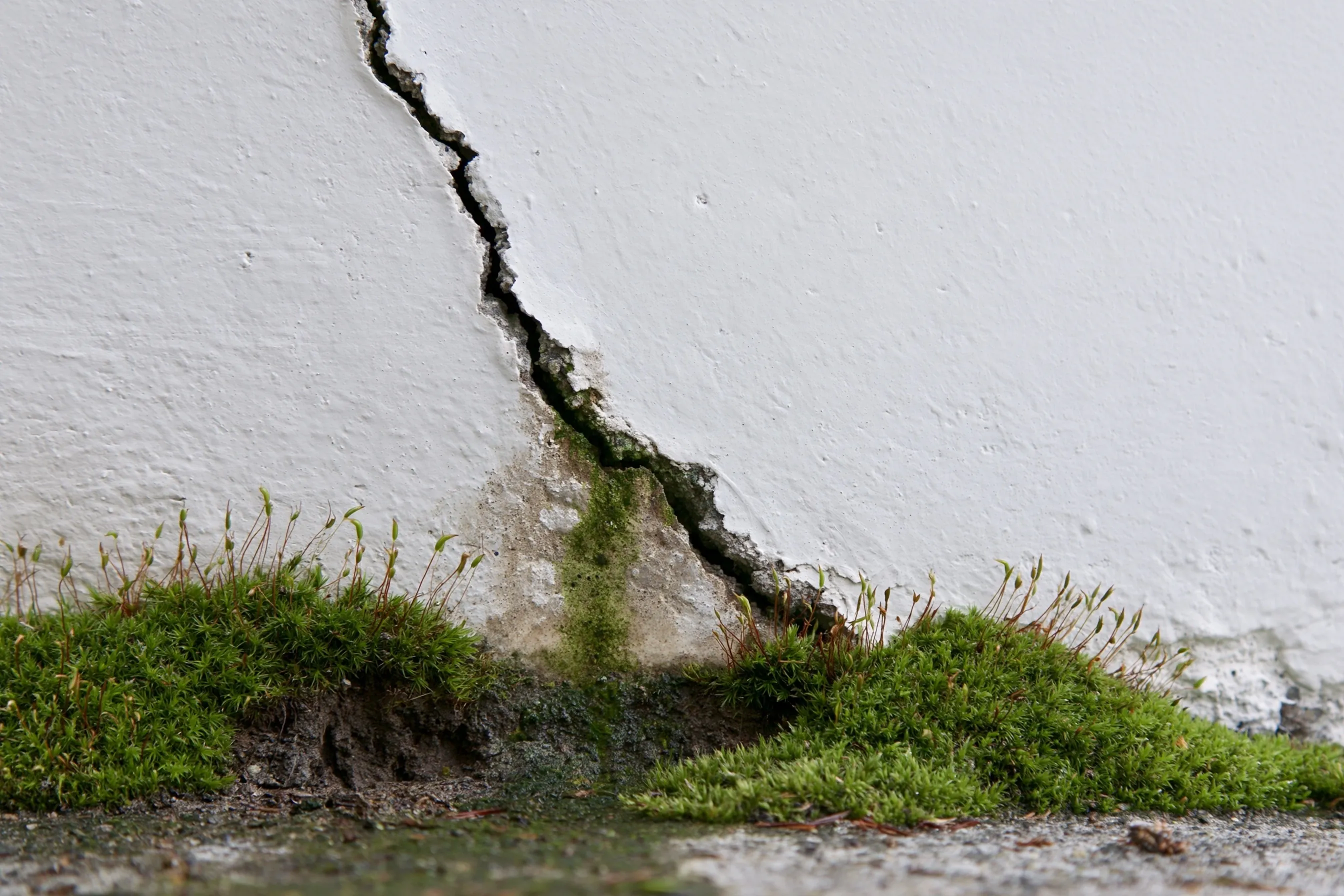 A jagged crack running down a white-painted concrete wall to the ground, with moss growing along the base and a damp, green-stained patch below the crack